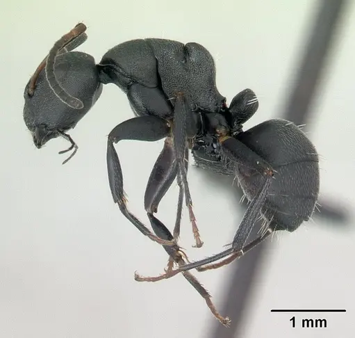 Camponotus edmondi - CASENT0136511