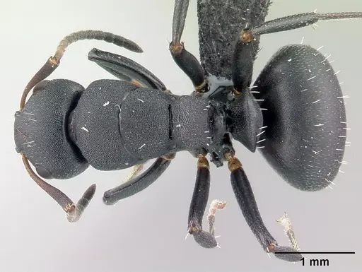 Camponotus edmondi - CASENT0178917