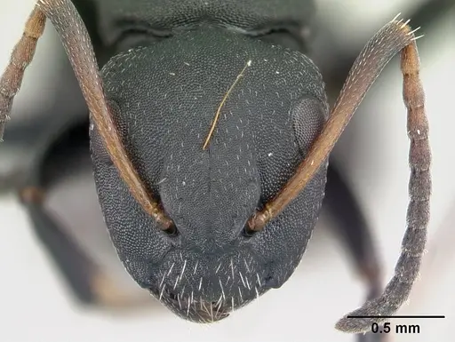 Camponotus edmondi - CASENT0178917