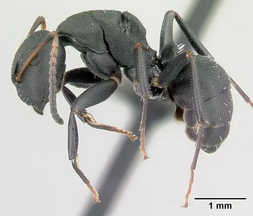 Camponotus edmondi - CASENT0178917