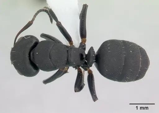 Camponotus edmondi - CASENT0188201