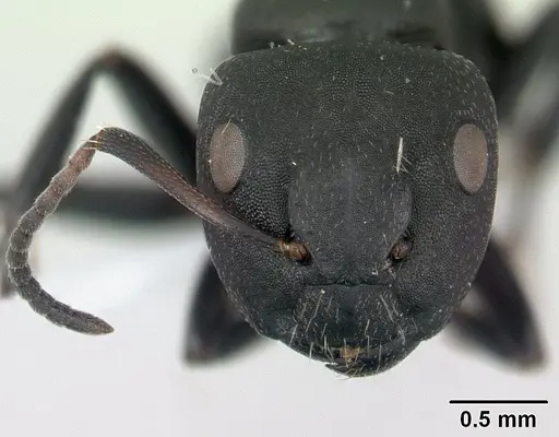 Camponotus edmondi - CASENT0188201