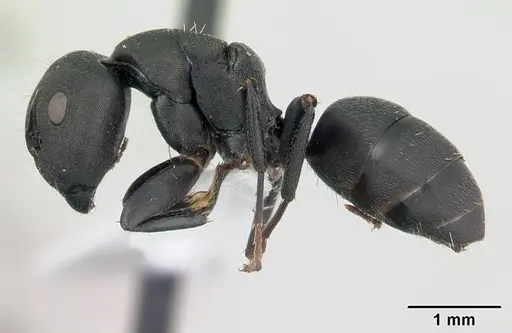 Camponotus edmondi - CASENT0188201