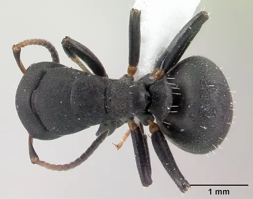 Camponotus edmondi - CASENT0188284