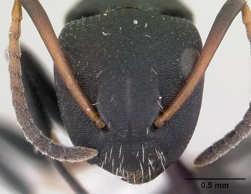 Camponotus edmondi - CASENT0188284