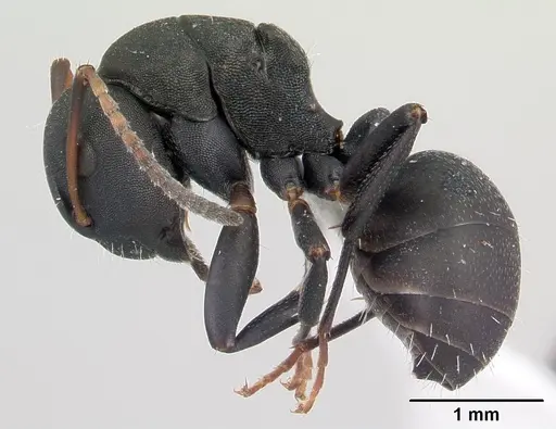 Camponotus edmondi - CASENT0188284