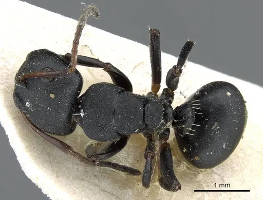 Camponotus edmondi - CASENT0905417