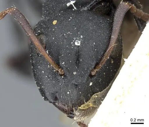 Camponotus edmondi - CASENT0905417