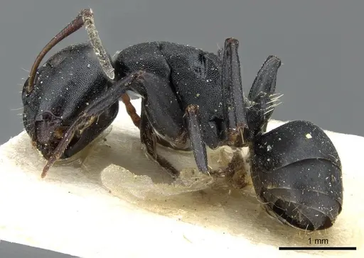 Camponotus edmondi - CASENT0905417
