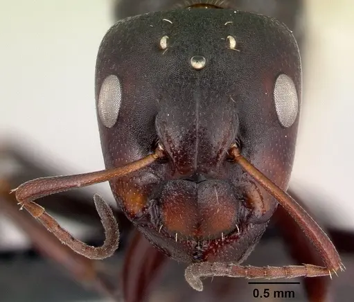 Camponotus efitra specimen