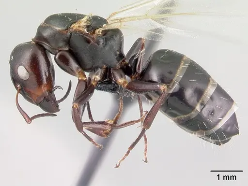 Camponotus efitra specimen