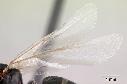 Camponotus efitra - CASENT0064331