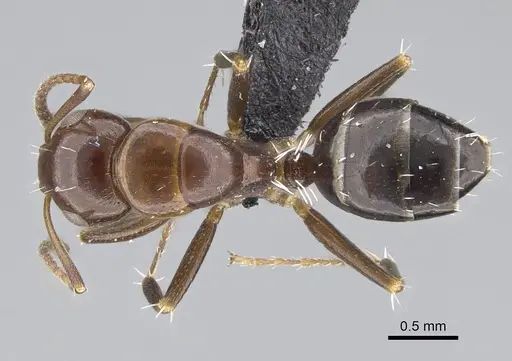 Camponotus efitra - CASENT0453926