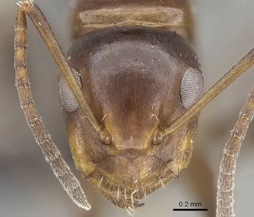 Camponotus efitra - CASENT0453926