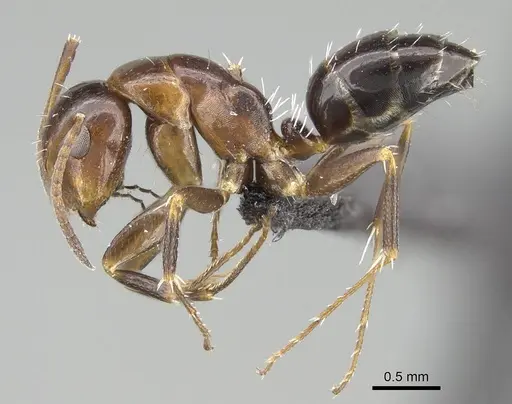 Camponotus efitra - CASENT0453926
