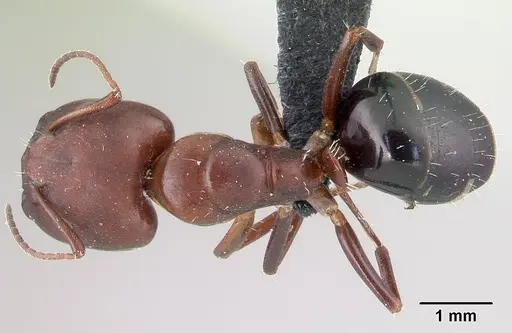 Camponotus efitra - CASENT0453933