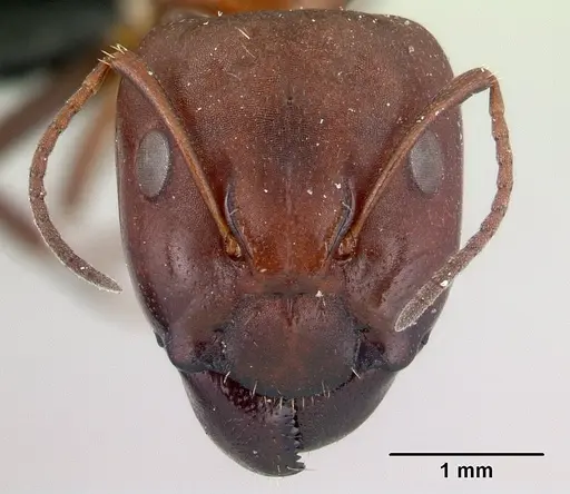 Camponotus efitra - CASENT0453933