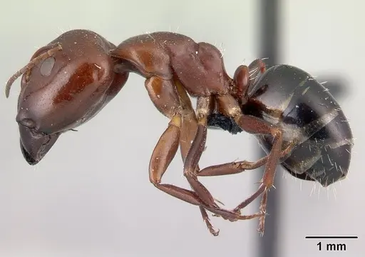 Camponotus efitra - CASENT0453933