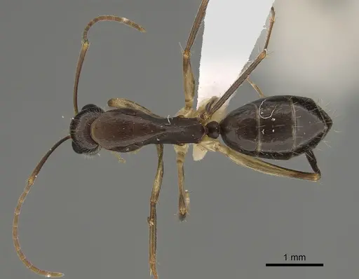 Camponotus elegans specimen