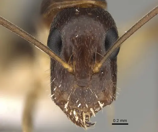 Camponotus elegans specimen