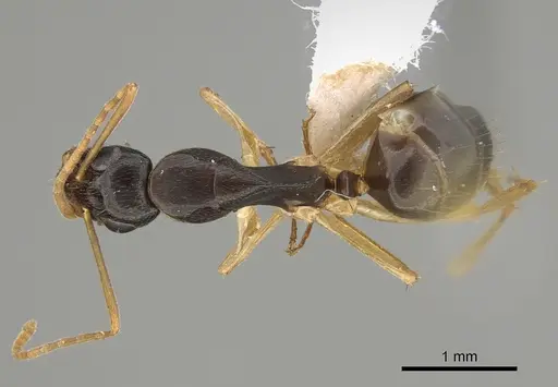 Camponotus elegans - CASENT0887693