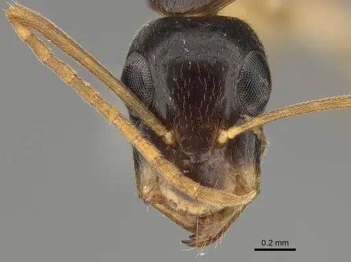 Camponotus elegans - CASENT0887693