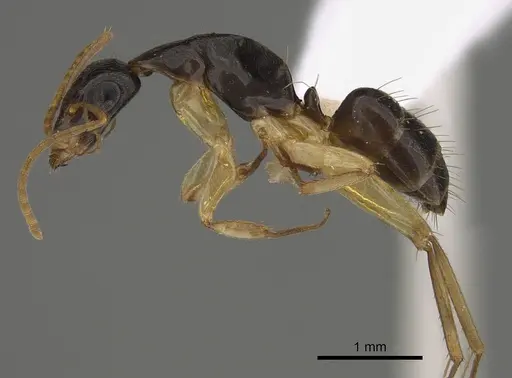 Camponotus elegans - CASENT0887693