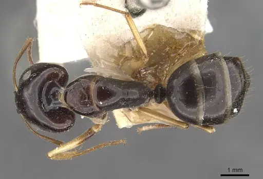 Camponotus elegans - CASENT0910371