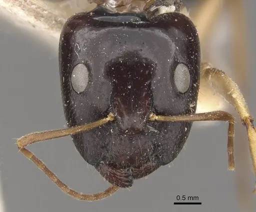 Camponotus elegans - CASENT0910371