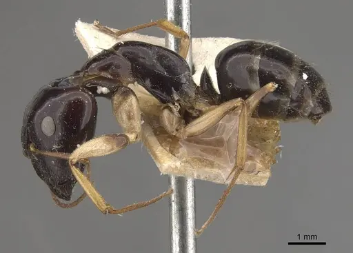 Camponotus elegans - CASENT0910371