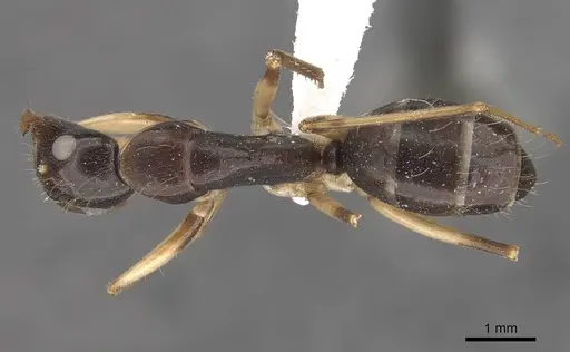 Camponotus elegans - CASENT0910372