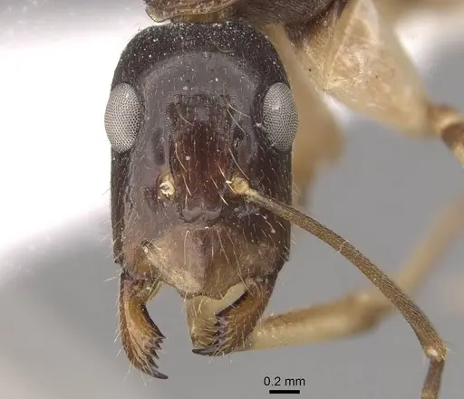 Camponotus elegans - CASENT0910372