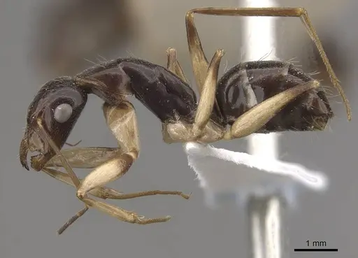 Camponotus elegans - CASENT0910372