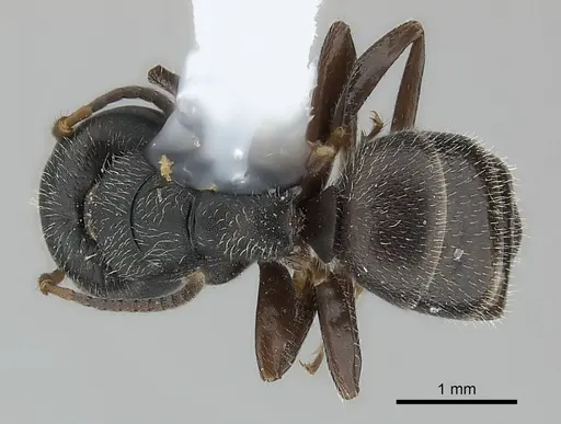 Camponotus elevatus specimen
