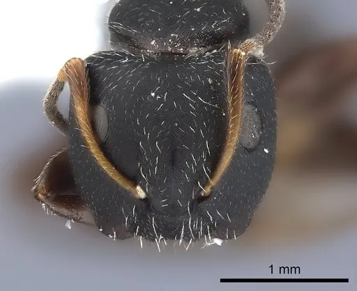 Camponotus elevatus specimen