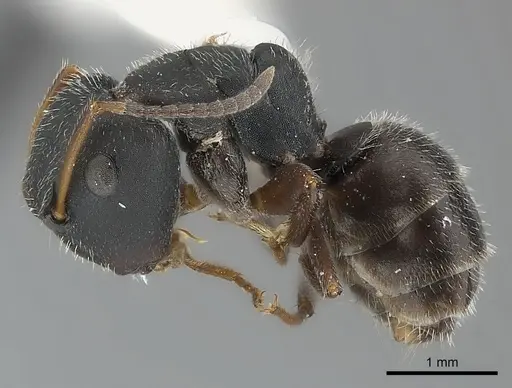 Camponotus elevatus - CASENT0217642
