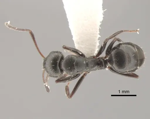 Camponotus elevatus - CASENT0882302