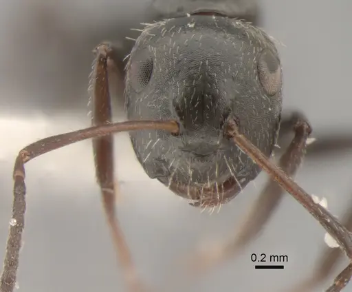 Camponotus elevatus - CASENT0882302