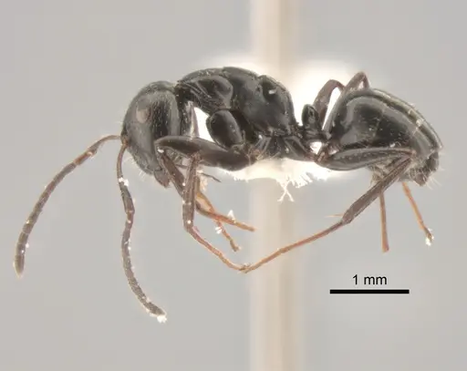 Camponotus elevatus - CASENT0882302