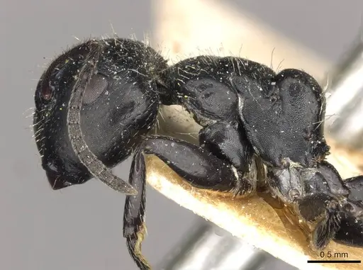 Camponotus elevatus - CASENT0910728