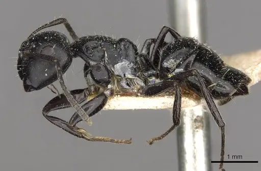 Camponotus elevatus - CASENT0910729