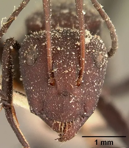 Camponotus ellioti specimen