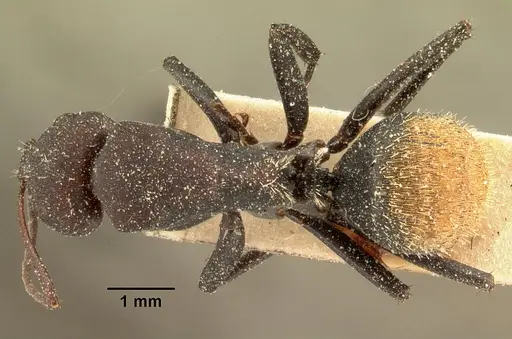 Camponotus ellioti - CASENT0101197