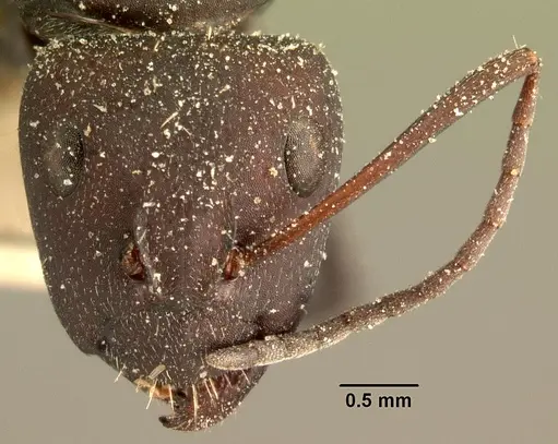 Camponotus ellioti - CASENT0101197