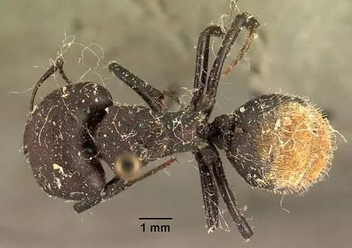 Camponotus ellioti - CASENT0101198