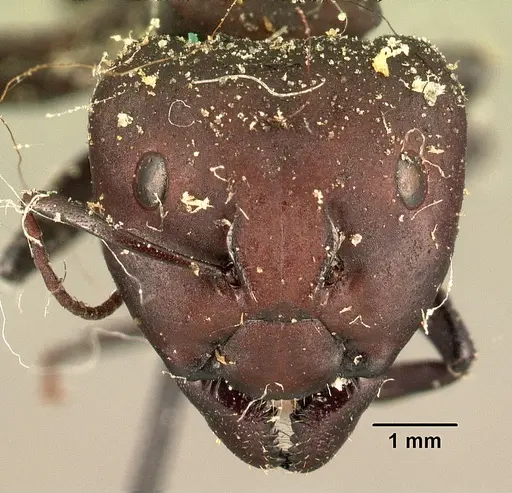 Camponotus ellioti - CASENT0101198