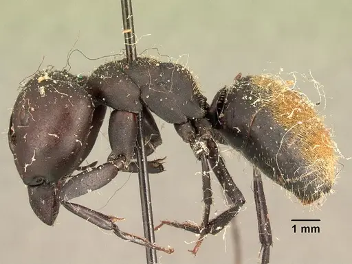 Camponotus ellioti - CASENT0101198