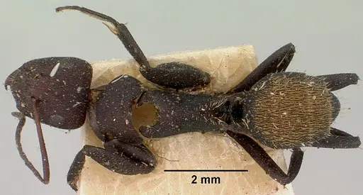 Camponotus ellioti - CASENT0101382