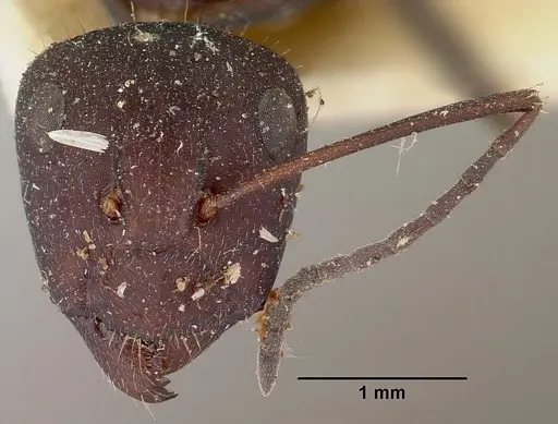 Camponotus ellioti - CASENT0101382