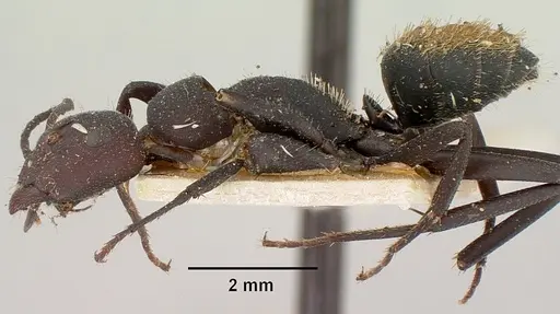 Camponotus ellioti - CASENT0101382
